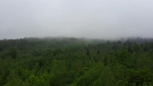Flying through thick moody fog in green forest on dark mysterious morning at spring or summer day