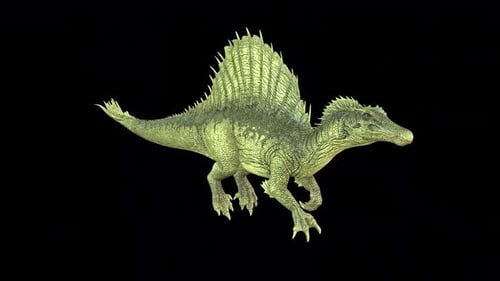 Spino Swim Slow