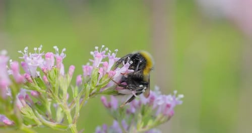 Bumblebee Pollinating Pink Flowers in Green Field
