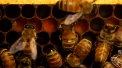 Bees eating pollen inside of a beehive.