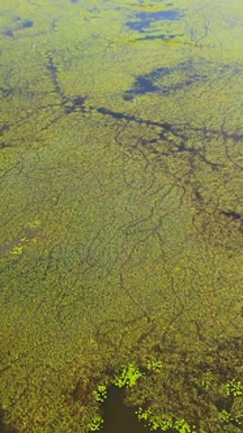 La surface du lac avec des plantes et des lentilles d'eau
