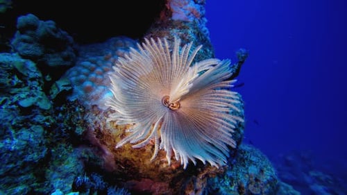 Tube Warm Soft Corals