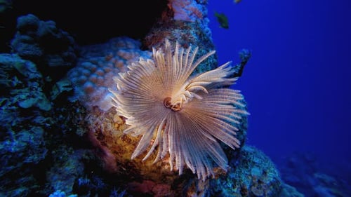 Underwater Tropical Tube Warm Soft Corals