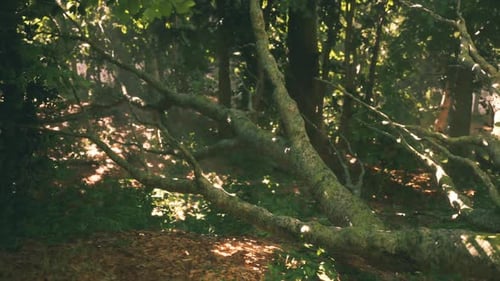 Sunlight Filters Through Trees Lighting Up the Evening Forest