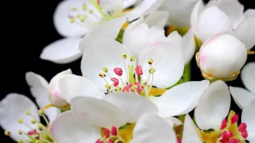 White Flowers Blooming in Time Lapse Macro Shot