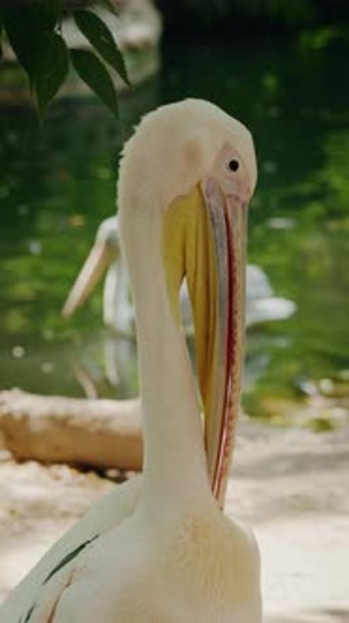 Closeup of a Pelican Standing Near Water in Natural Habitat