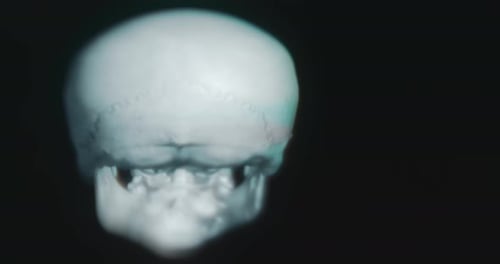 Examining the Human Skull From Different Views