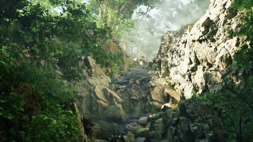 A Stream Running Through a Lush Green Forest