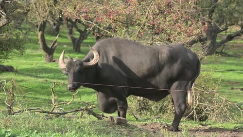 A Large Water Buffalo on a Grassy Farm Under the Trees in the Afternoon Sunlight