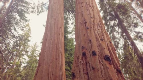 Camera movement upwards of two gigantic big Sequoia Trees in a California National Park USA