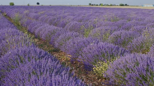 Blooming lavender fields with blue lavender flowers in summer Spain.