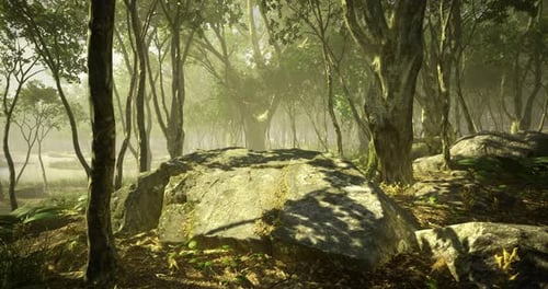 Sunlight Filtering Through Dense Forest Canopy with Rocky Ground at Midday
