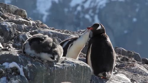 Penguin Feeding Chick in the Antarctic
