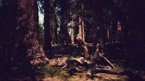 Classic View of Famous Giant Sequoia Trees
