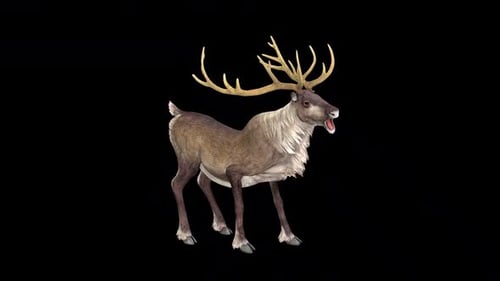 Reindeer Yell idle