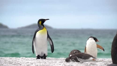 Cinemática: Los pingüinos rey se limpian en la playa en cámara lenta. Documental sobre la vida silvestre de Penguin Colony