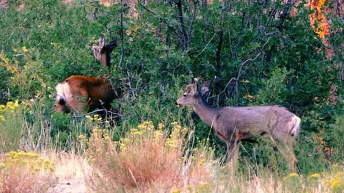 Morgendliche Wildhirschfütterung in Waldszene