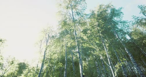 Lush Green Trees Bask in Warm Sunlight at Scenic Forest Location