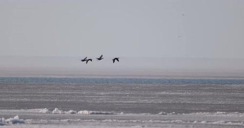 Small flock of cormorants flying low over the frozen Curonian Lagoon in slow motion