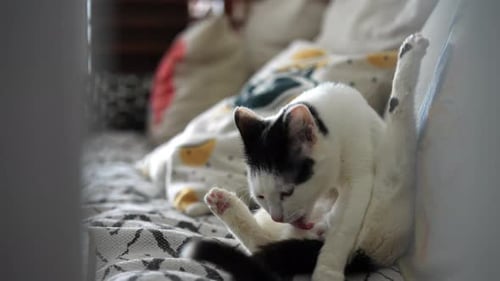 White Cat Grooming on Sofa