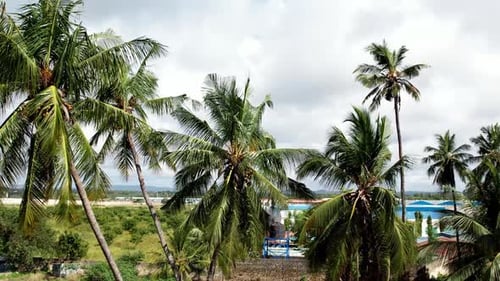 Gentle Palm Trees Swaying on Tropical Island