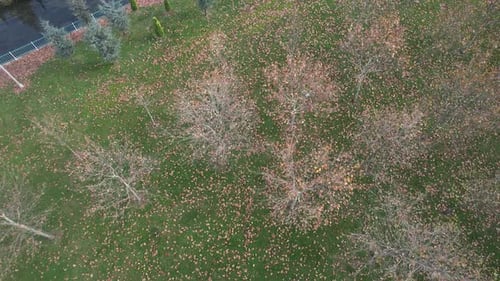 Autumn Trees in Public Park