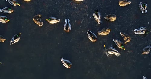 Drohnen-Luftbild von Enten. Ansicht von oben nach unten. Wintersaison