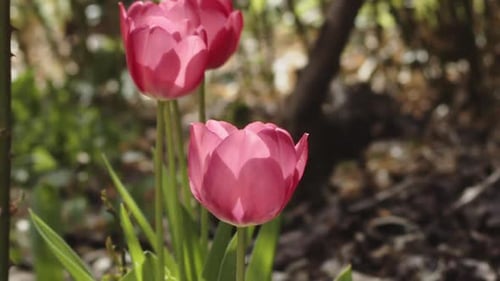 Vibrant Pink Tulips Blooming in a Sunny Garden