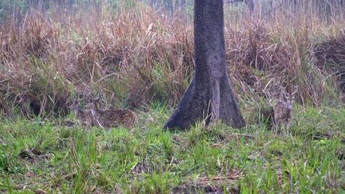 Some spotted deer or axis deer in their natural habitat in Nepal.