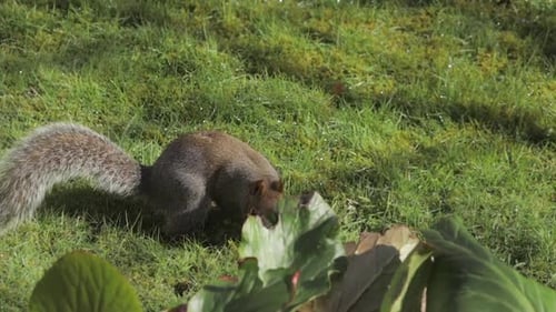 Graues Eichhörnchen, Zeitlupe, auf der Suche nach Nahrung, schnüffelt nasses Gras im Garten, tagsüber, sonnig