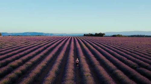 Woman Run in Lavender Fields at Sunrise