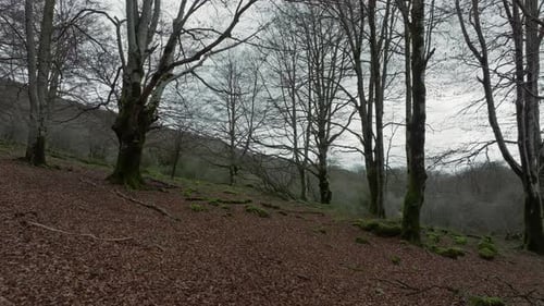 Forest Slope with Fallen Leaves
