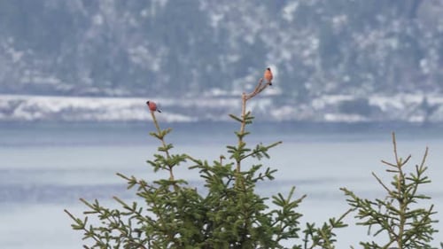 Two Eurasian Bullfinches Perched on Winter Evergreen Tree