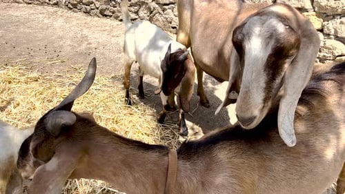 cute goats with horns eating dried grass in barn. zoo club farm