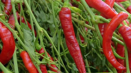 Anbau von frischen Chilis