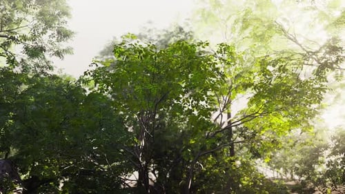 Sunlight Filters Through Trees in Tropical Forest