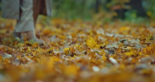 Fallen Dry Foliage on Ground in Forest Closeup of Woman Feet Stepping on Maple Leaves Prores
