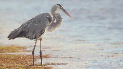 great blue heron standing on seaweed along windy beach shore in slow motion