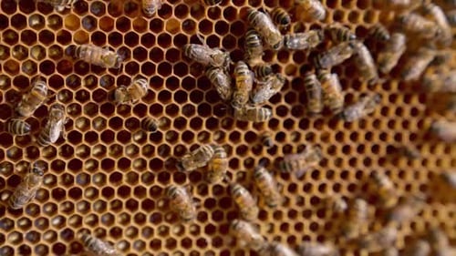 Calm hard-working bees moving by the honeycombs.