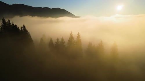 Aerial View of Bright Foggy Morning Over Dark Mountain Forest Trees at Autumn Sunrise