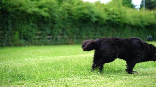 Big Wet Black Fluffy Newfoundland Dog Trying to Catch Something
