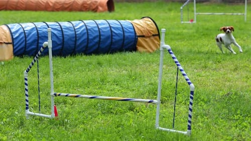 Brittany Spaniel Jumping Over Dog Agility Course