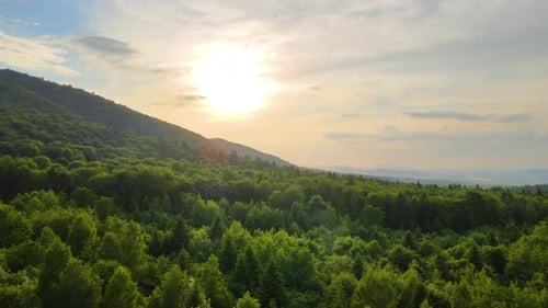 Vista aérea da floresta de pinheiros verdes com abetos escuros cobrindo colinas de montanha ao pôr do sol