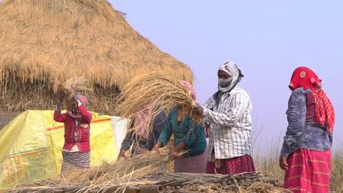 Farmers are threshing paddy in the field during winter season.