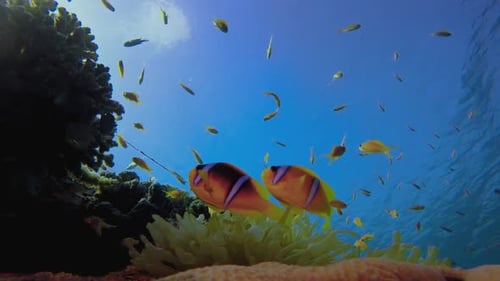 Tropical Water Blue Sea Clown-fish