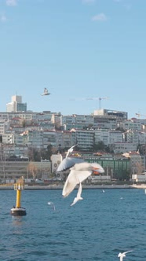 Many Gulls Fly Over Water on Sunny Day Action Beautiful Flight of White Gulls on Background of Sea