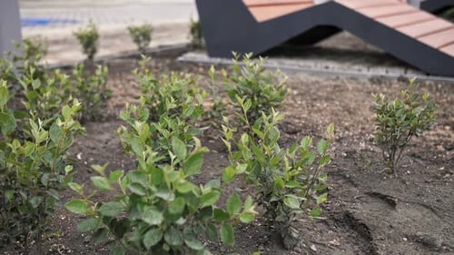 Plants in Flower Beds Near the House