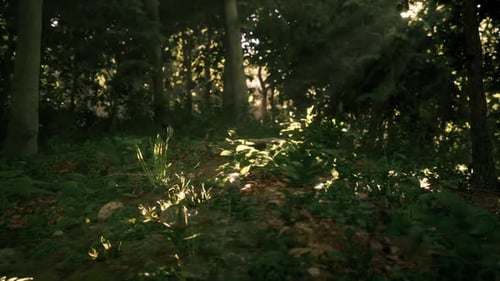 Sunlight Filters Through Trees Onto Lush Forest Floor in the Early Morning