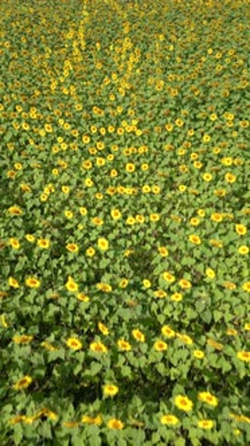Sunflower Field in Summer