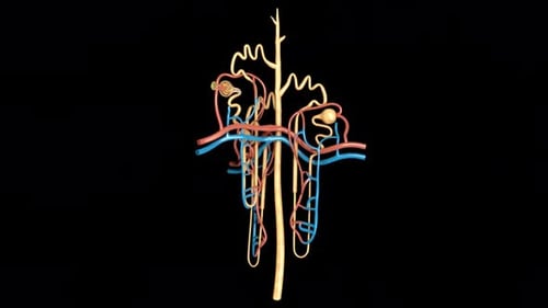 Detailed medical visualization of human renal nephron anatomy
